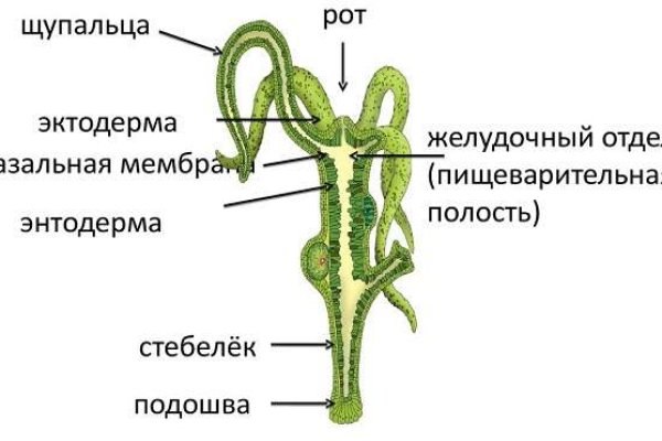 Забыл пароль от кракен